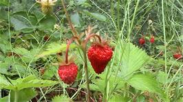 The most enormous, delicious wild strawberries we have ever found, just waiting to be picked from the roadside verge, 51.1 miles into the ride